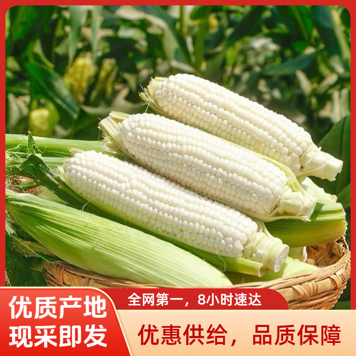 小甜糯928-现采即发，全网最快