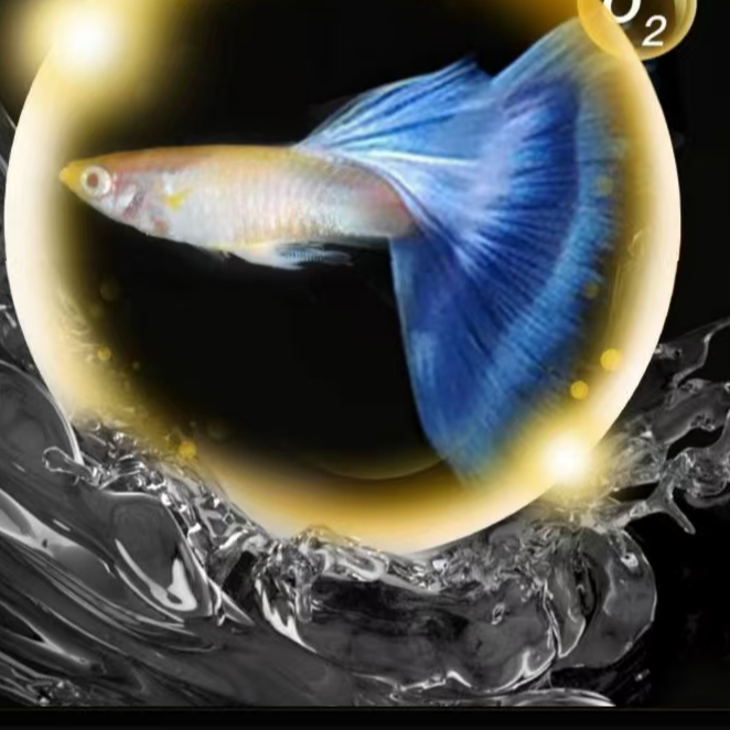 小刚水族精品孔雀鱼专属链接