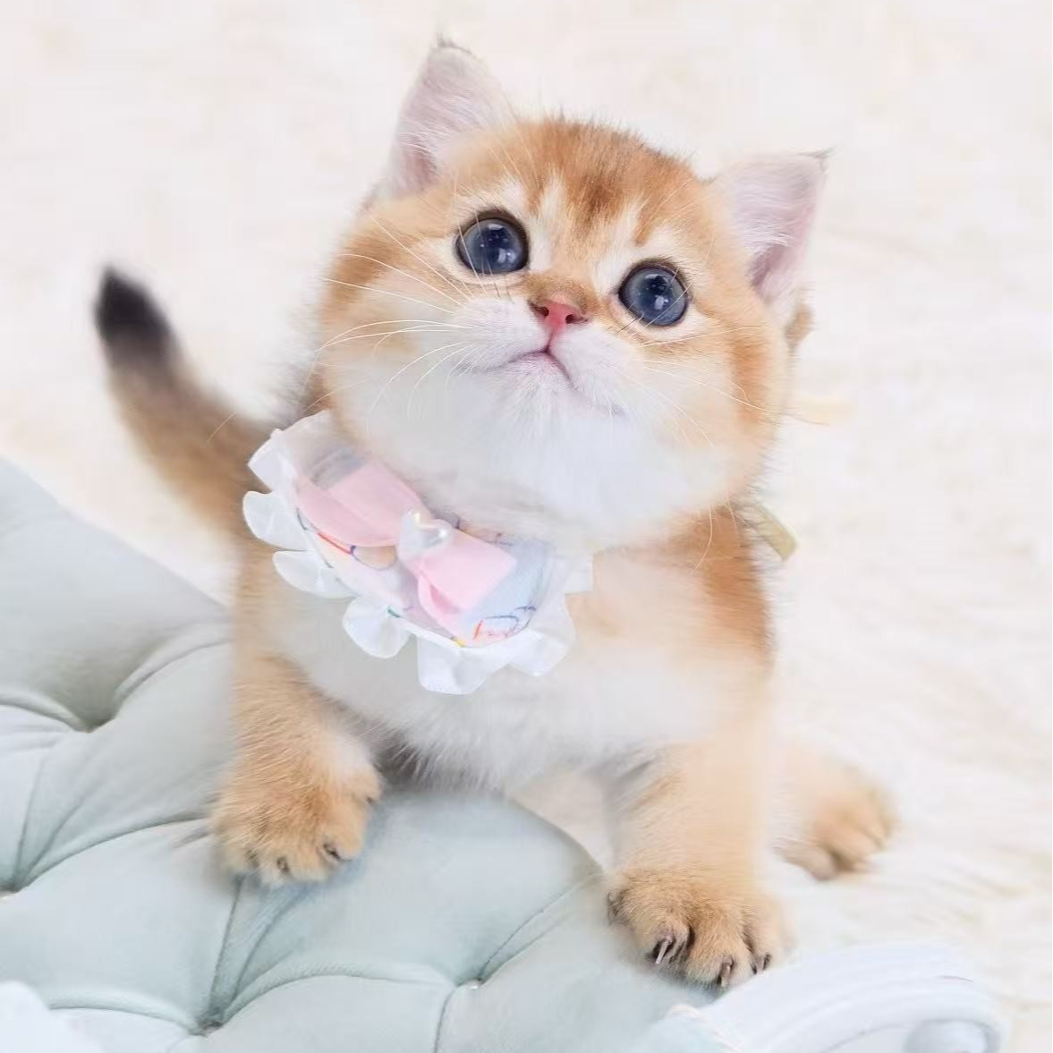 精品猫/品种猫/性格好/金渐层/金加白/矮脚/英短/英长