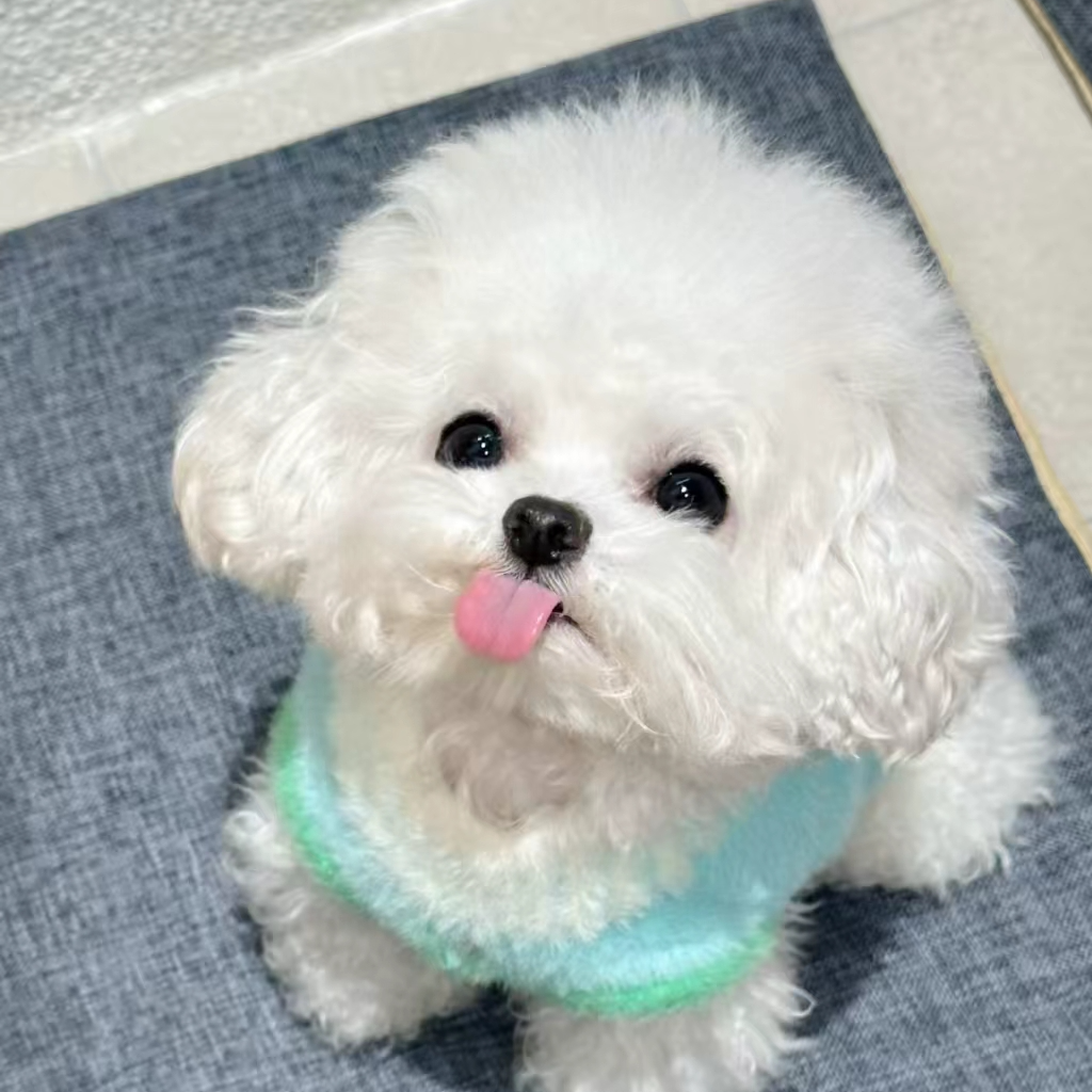 小型犬比熊宠物                    衣服                   TT