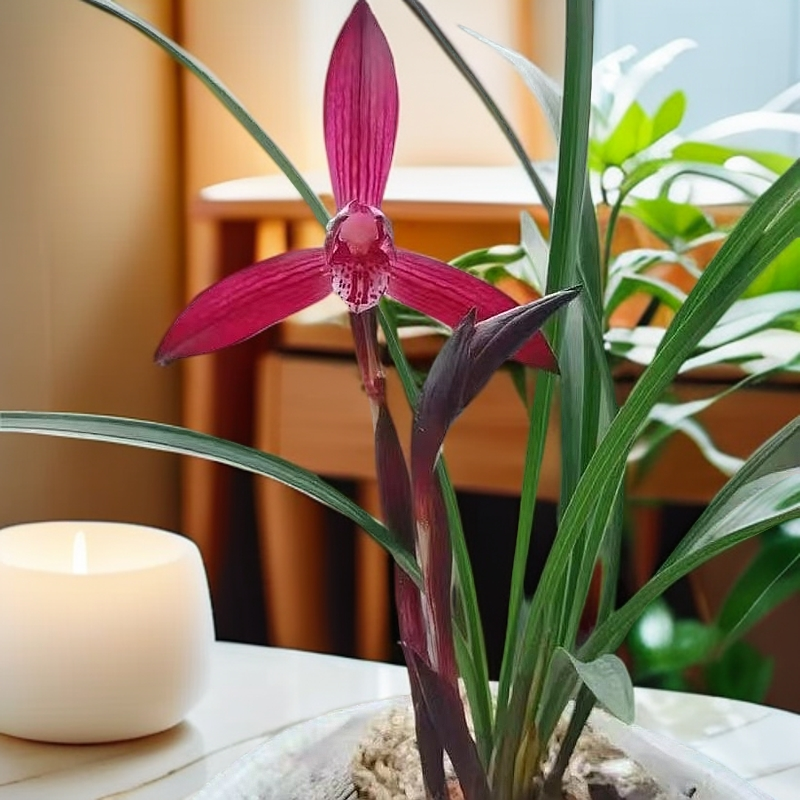 春兰娄山红，1苗1花苞，包品种。