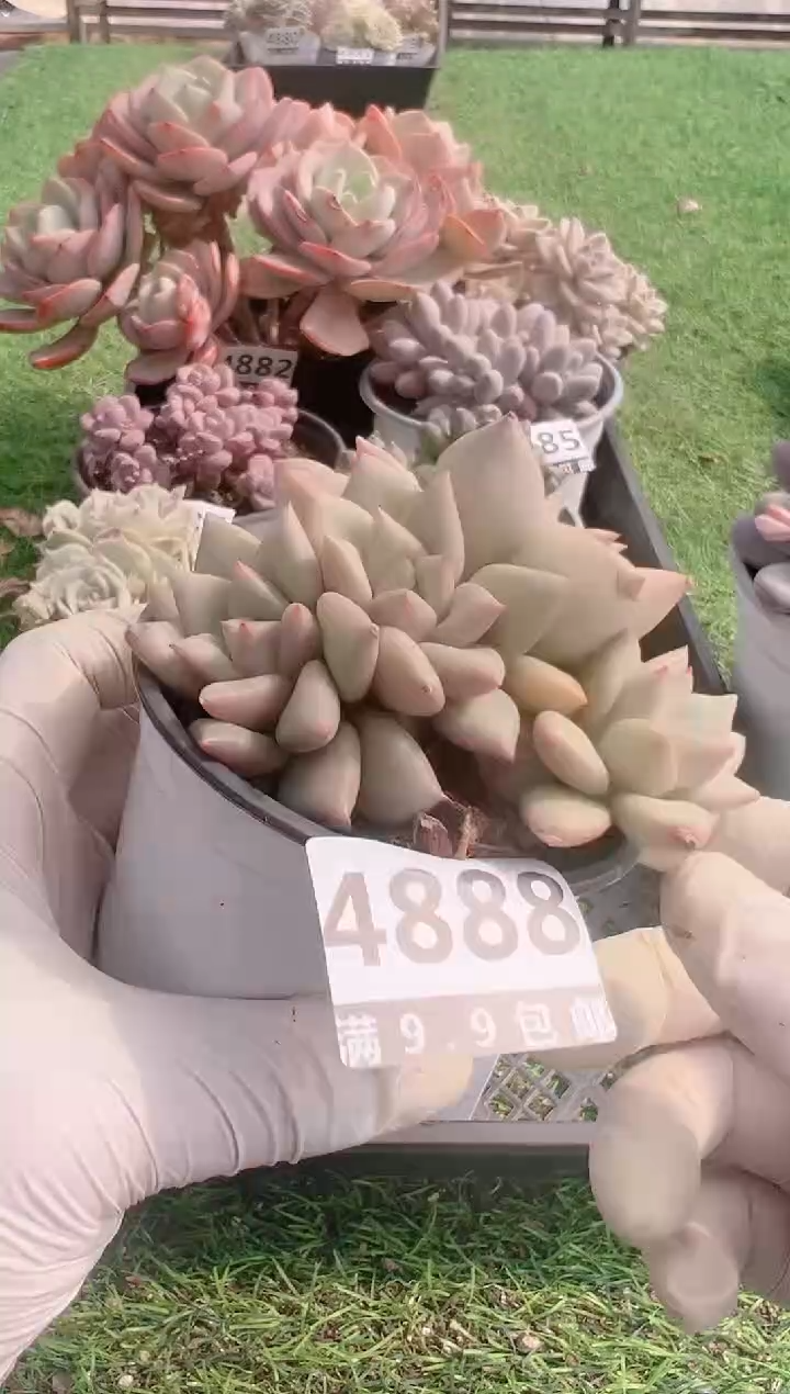 【闪购商品】信福多肉一物一拍