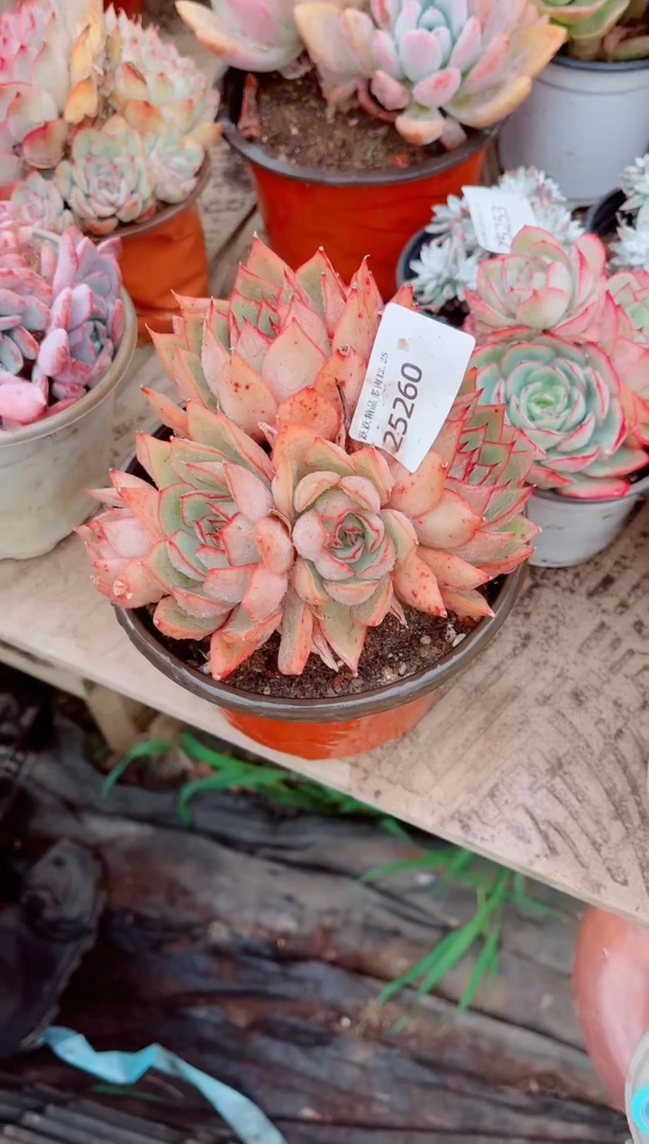 寻*跃跃精品多肉25260