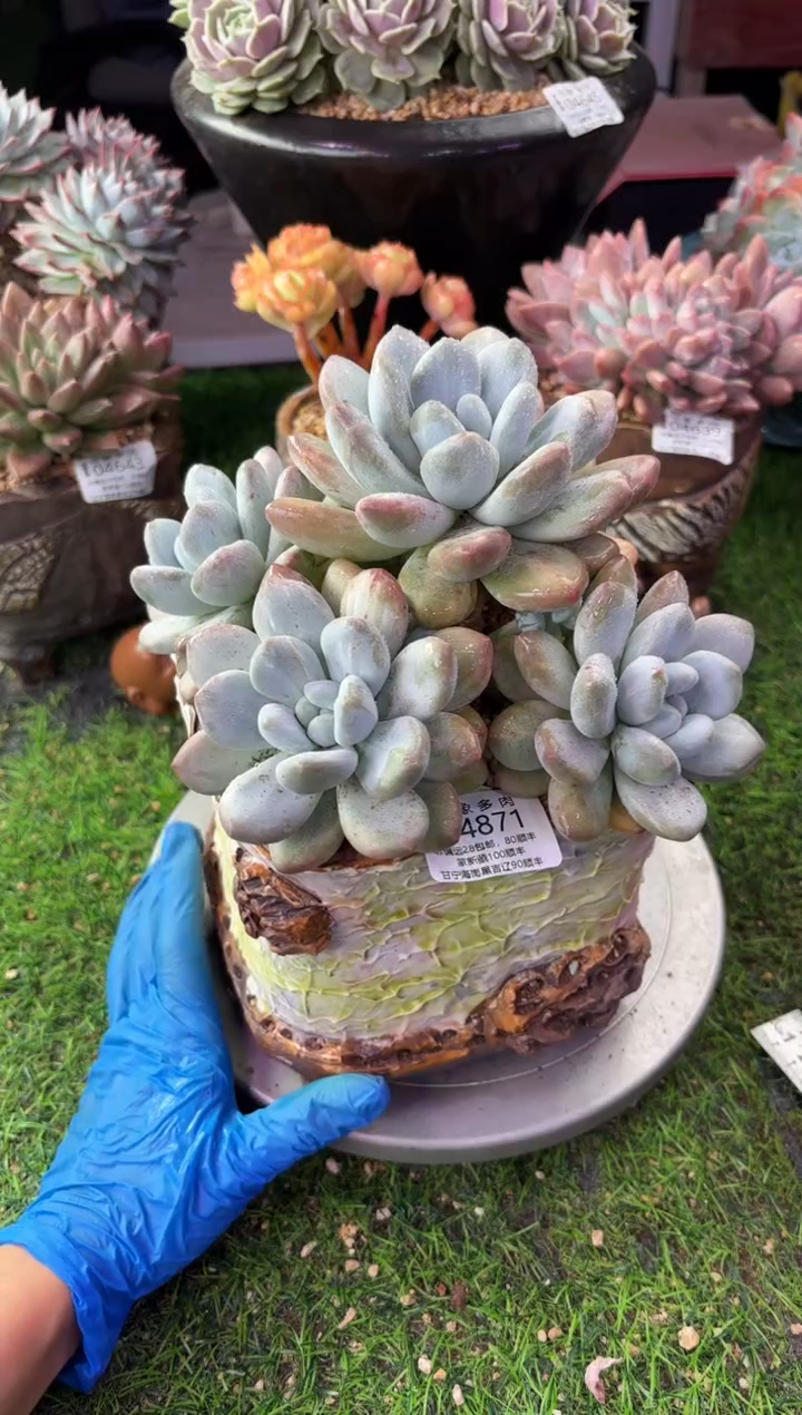 昆明印象多肉04871