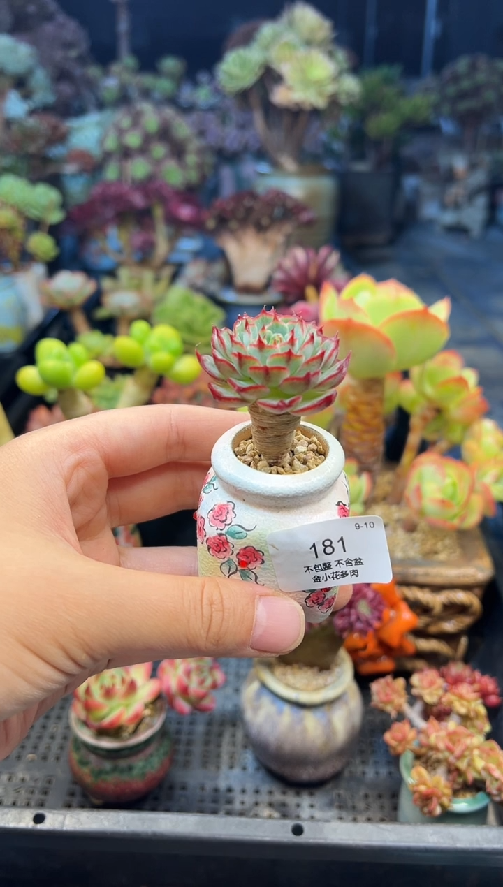 哈****嗝181         不带盆