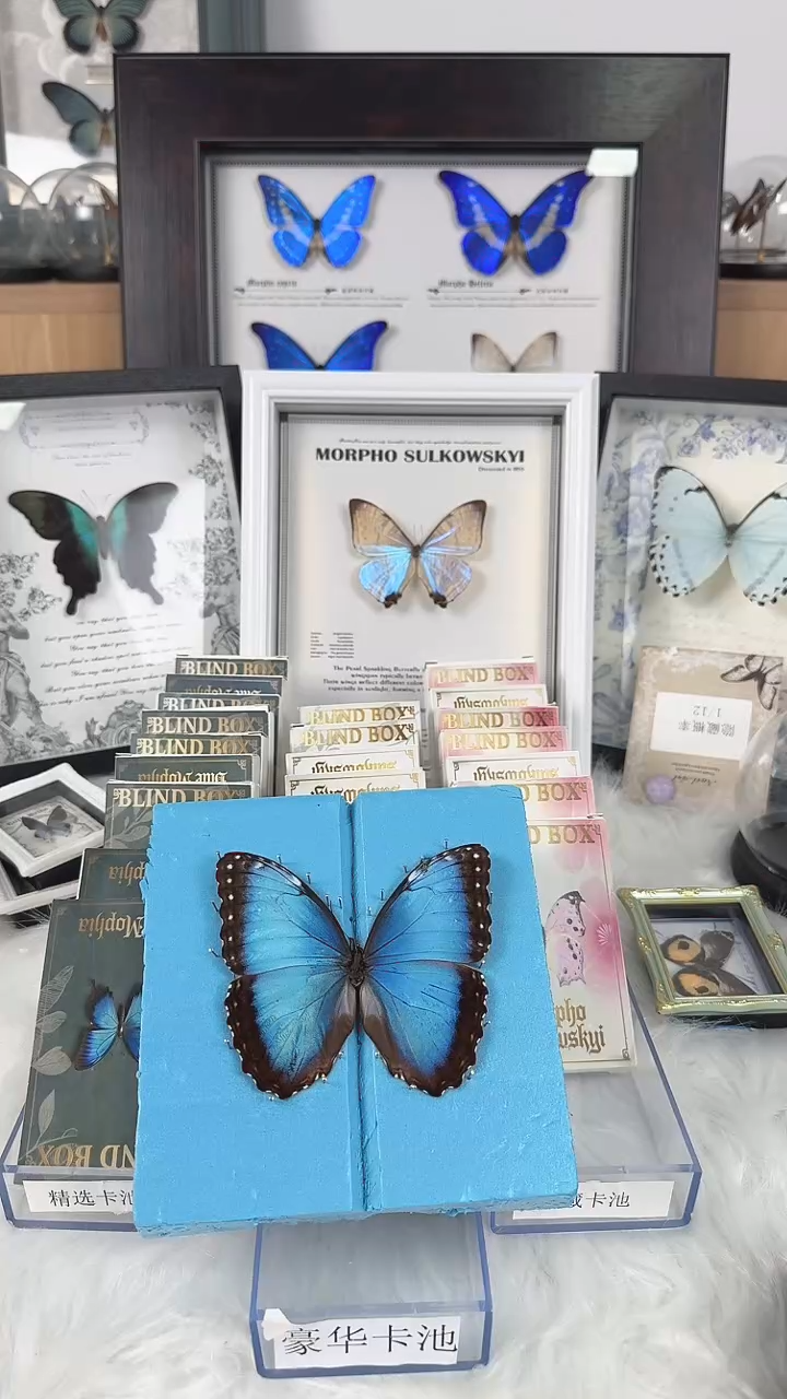 真实天然蝴蝶标本