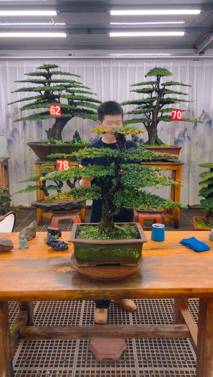 无花朵精品盆景直播间一物一拍