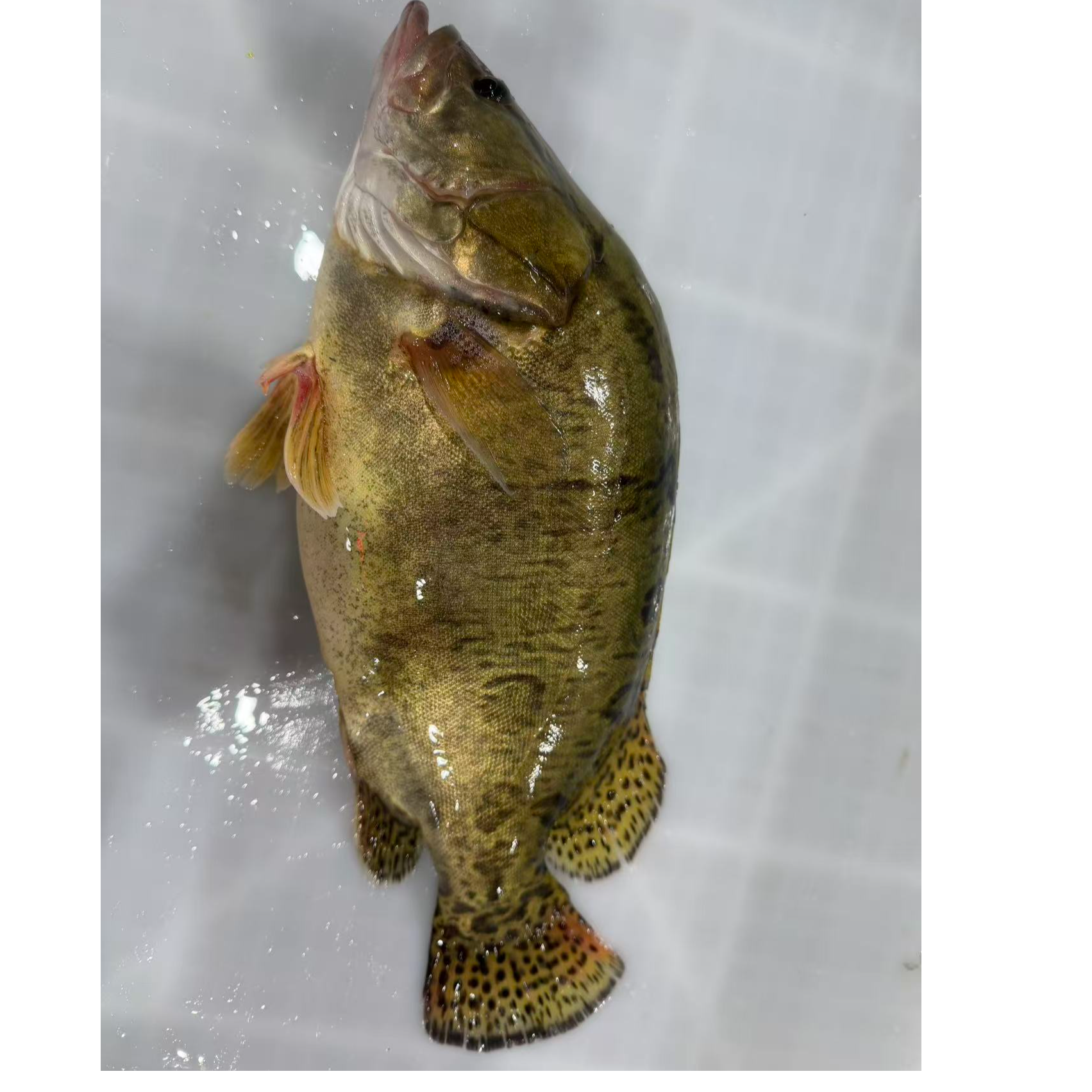 鲜活东北冷水鳌花鱼（桂鱼）