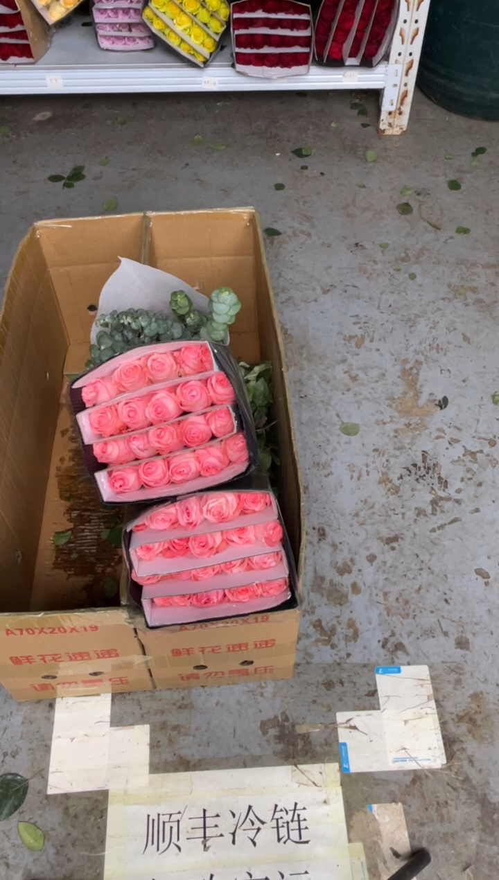 戴安娜2扎+尤加利      