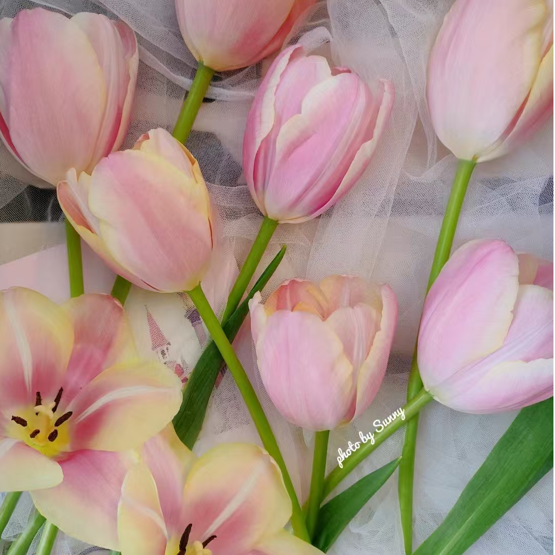 （大美人郁金香）东北鲜花基地发货顺丰包邮观赏花束装饰插花水养