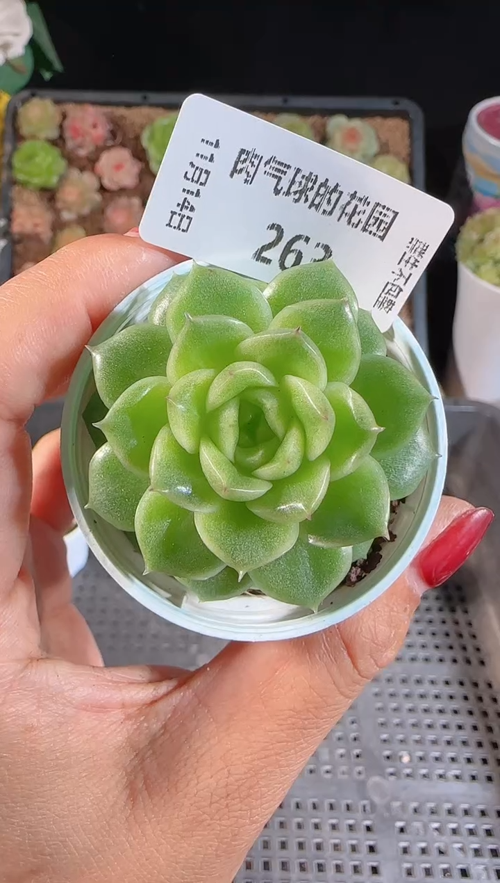 1114-263xx34群生不包整