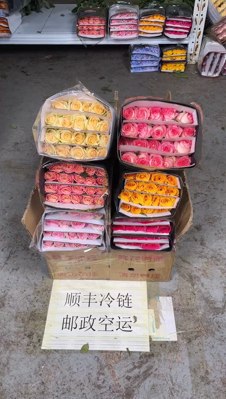 单头玫瑰60枝(任意3个品种）
