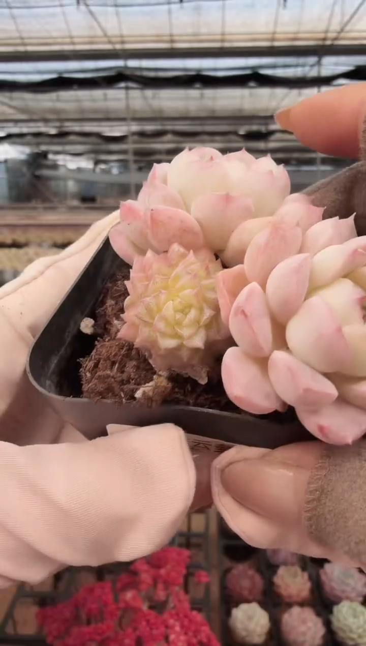 东云多肉园新款-226