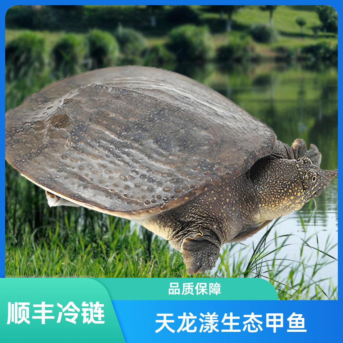 两只装全公共3斤德清生态甲鱼青背白皮外塘活体食用甲鱼