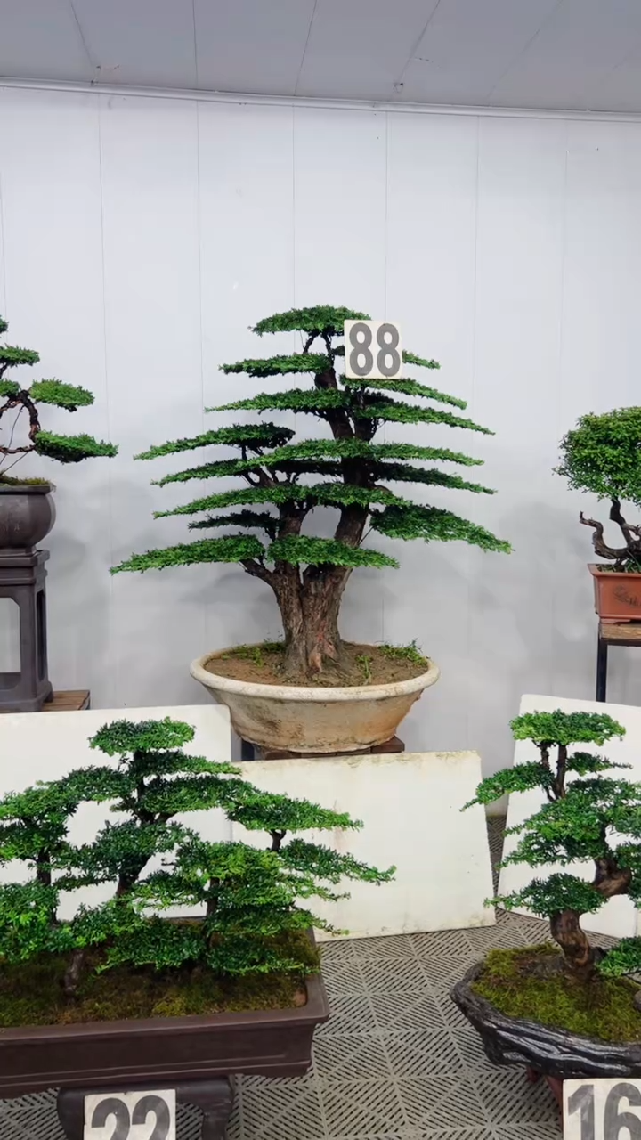 无花朵造型盆景一物一拍