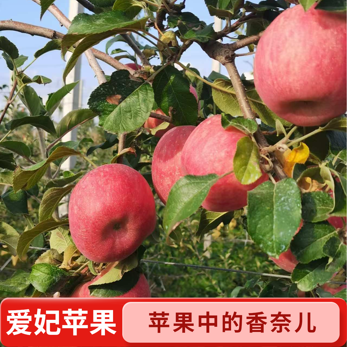 【爱妃苹果】浓香型，苹果中的香奈儿，纯甜。香气扑鼻。