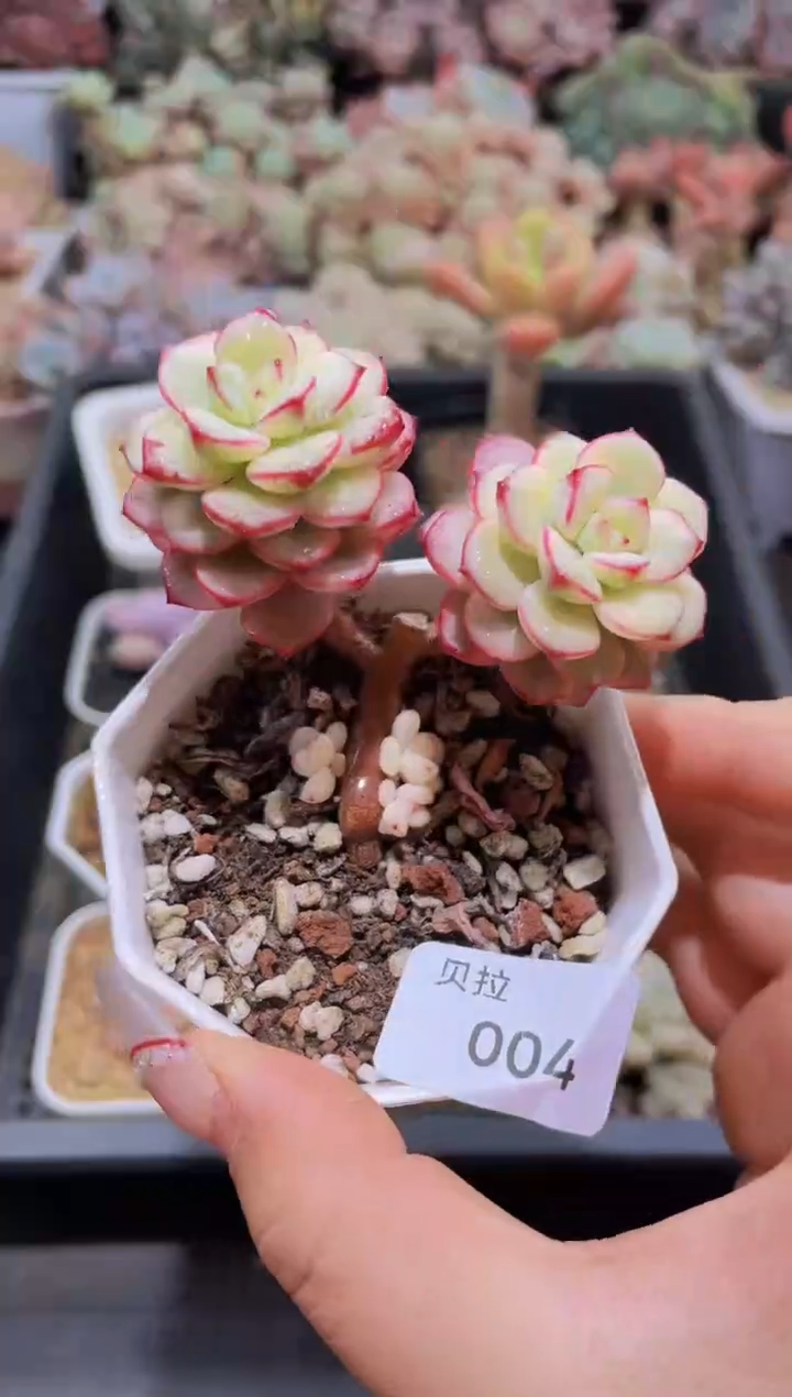 【闪购商品】004探戈锦