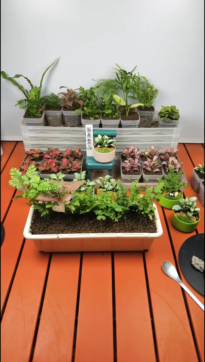 无花朵盼盼专属链接斑马蕨1黄金火1红叶凤尾1