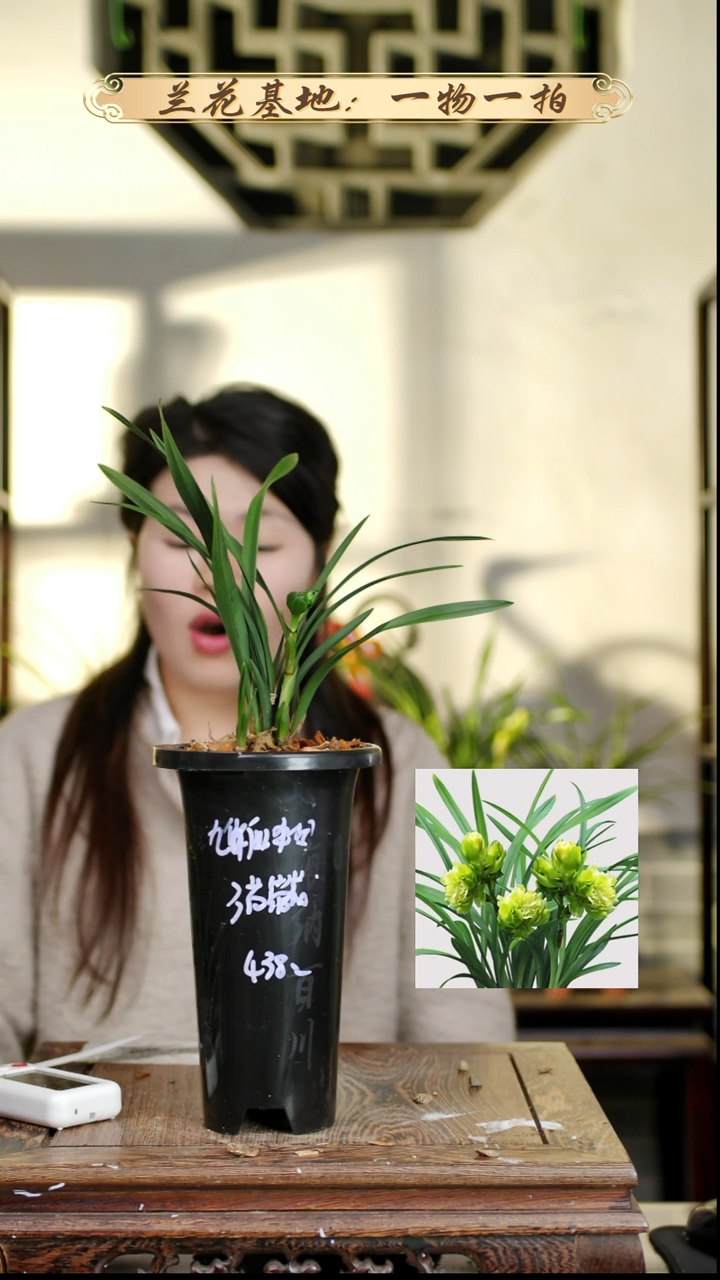 完全开放九仙牡丹3苗带花苞