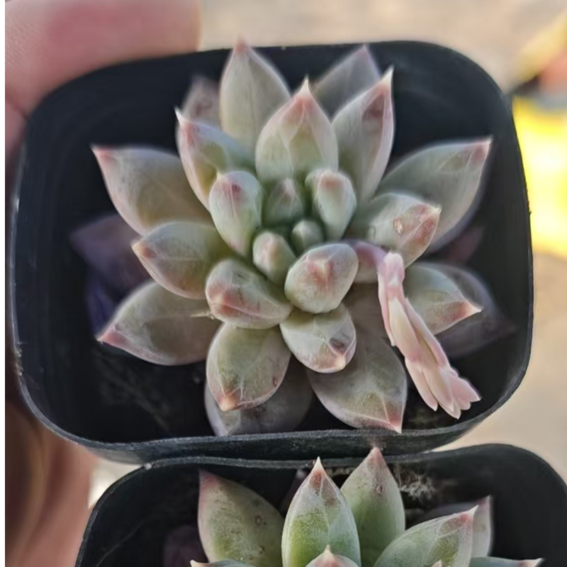 乌拉克拉精品多肉裸根上盆