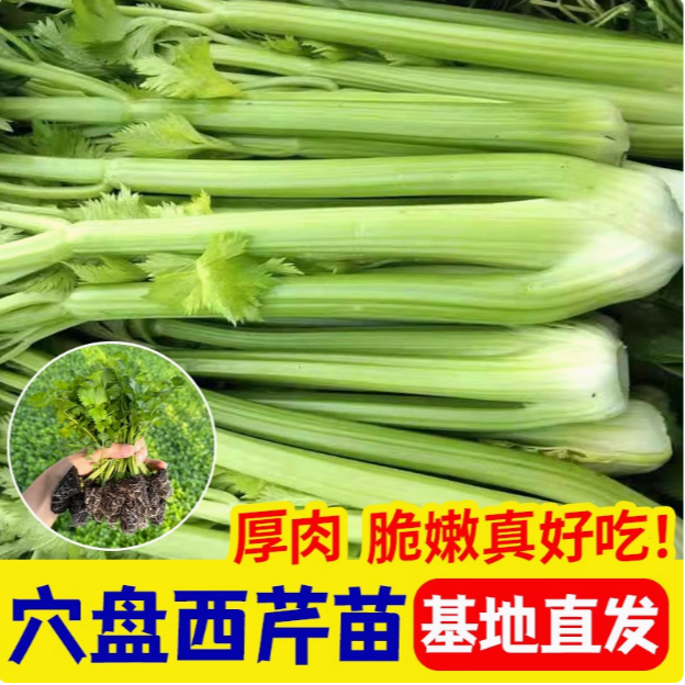 【大肉皇后西芹苗】四季芹菜秧苗耐热蔬菜苗大田种植纤维少口感好