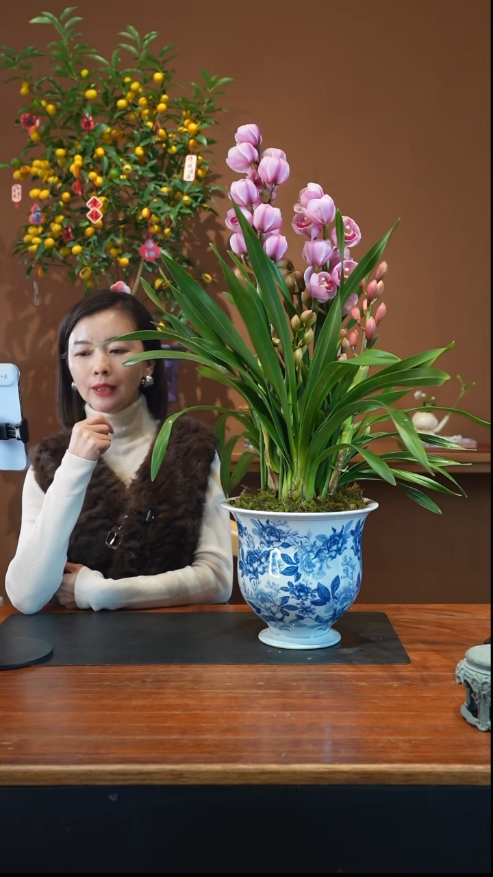 全部花朵粉黛盆景盆景盆景