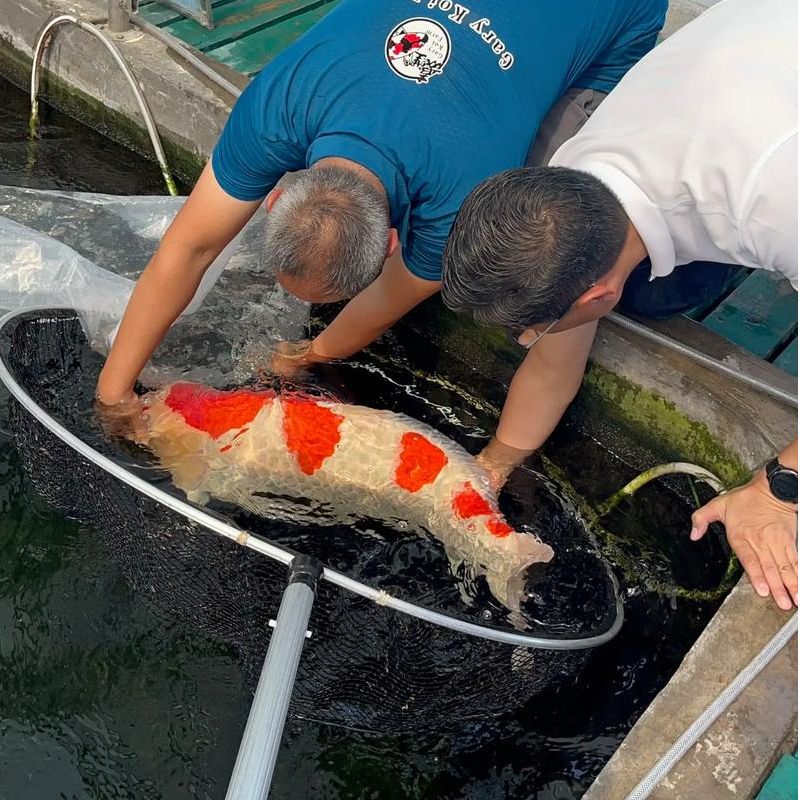 【10条16-18公分】日本血统锦鲤红白三色火鲤冷水观赏鱼好养易活