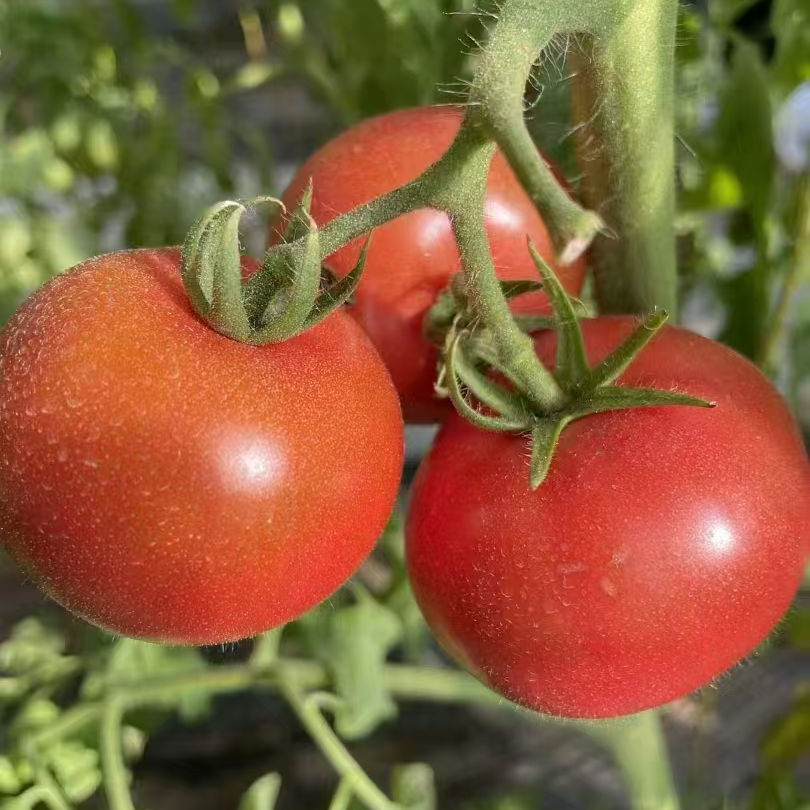 精品原味一号西红柿，密云产地，现采现发，京东配送，密云一村一品项目