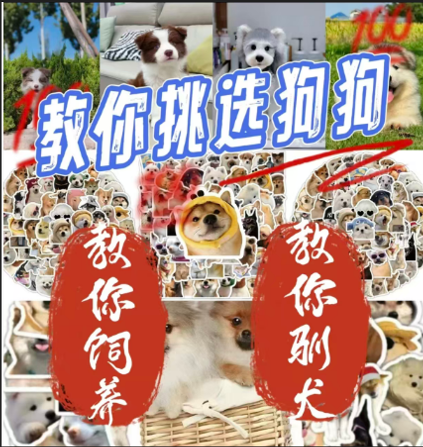 教你如何为狗狗做出正确选择的实用指南