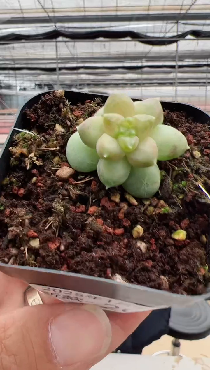 【闪购商品】新款多肉206