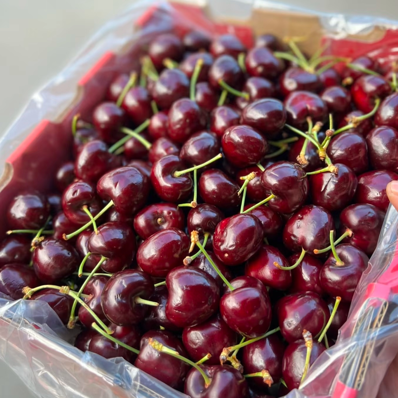 车厘子·空运·2JD  总净重5斤桑提娜智利