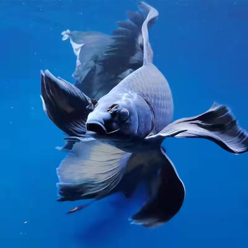 3号直播链接观赏鱼锦鲤蝴蝶鲤鱼包邮开箱包活