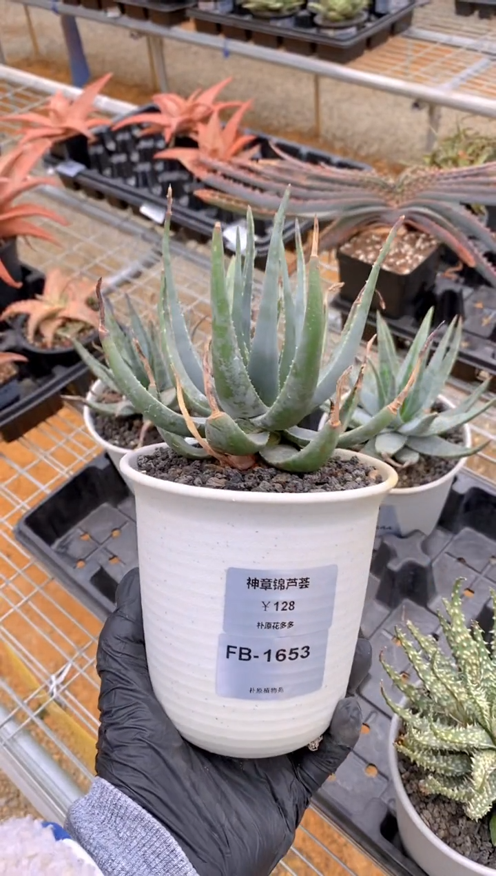 【闪购商品】神章锦FB-1653