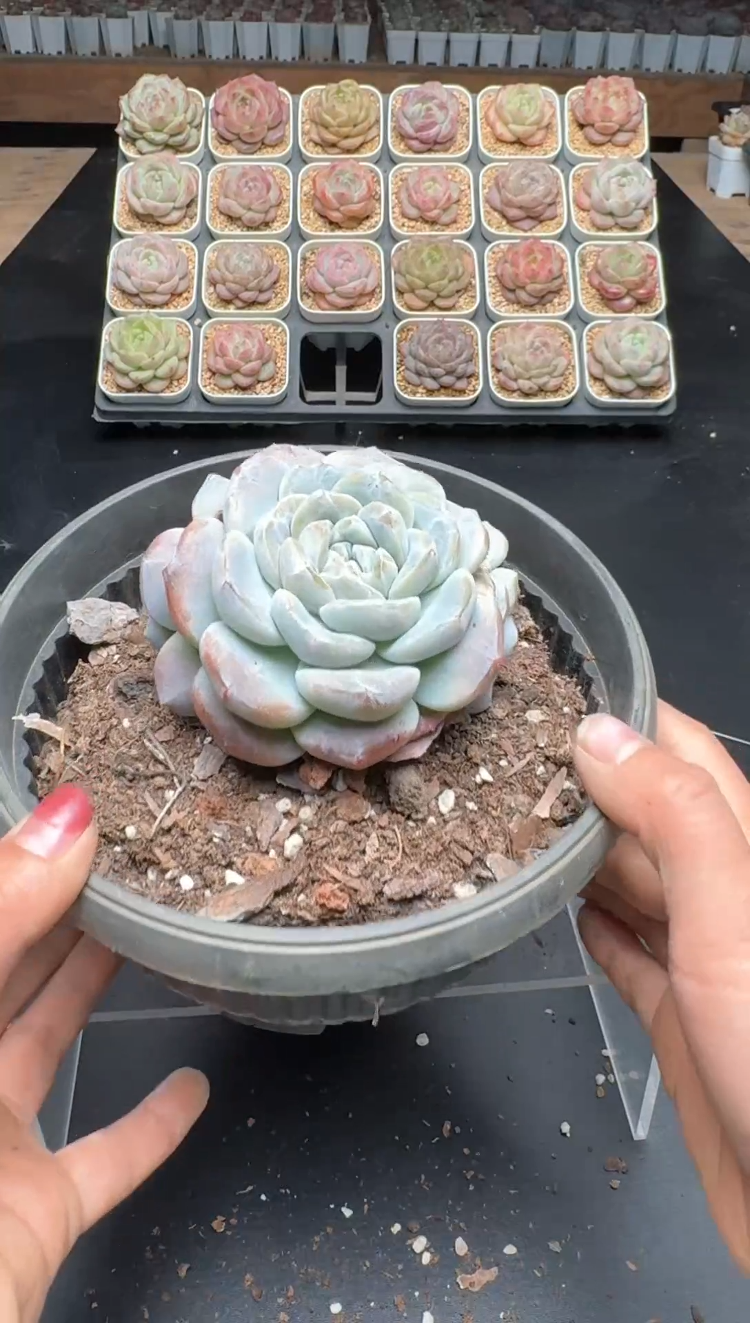 【闪购商品】588E号一物一拍多肉花卉植物3颗起发