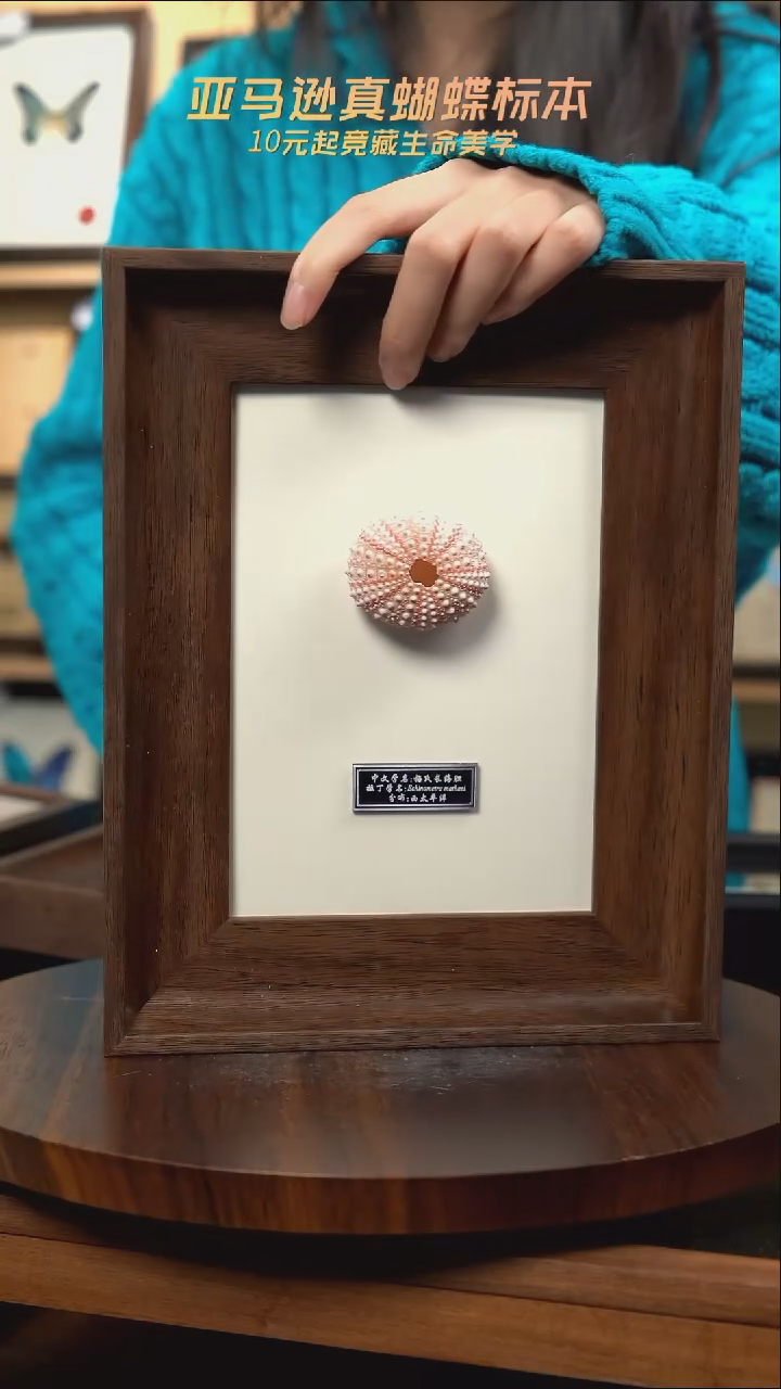 粉海胆标本摆件   
