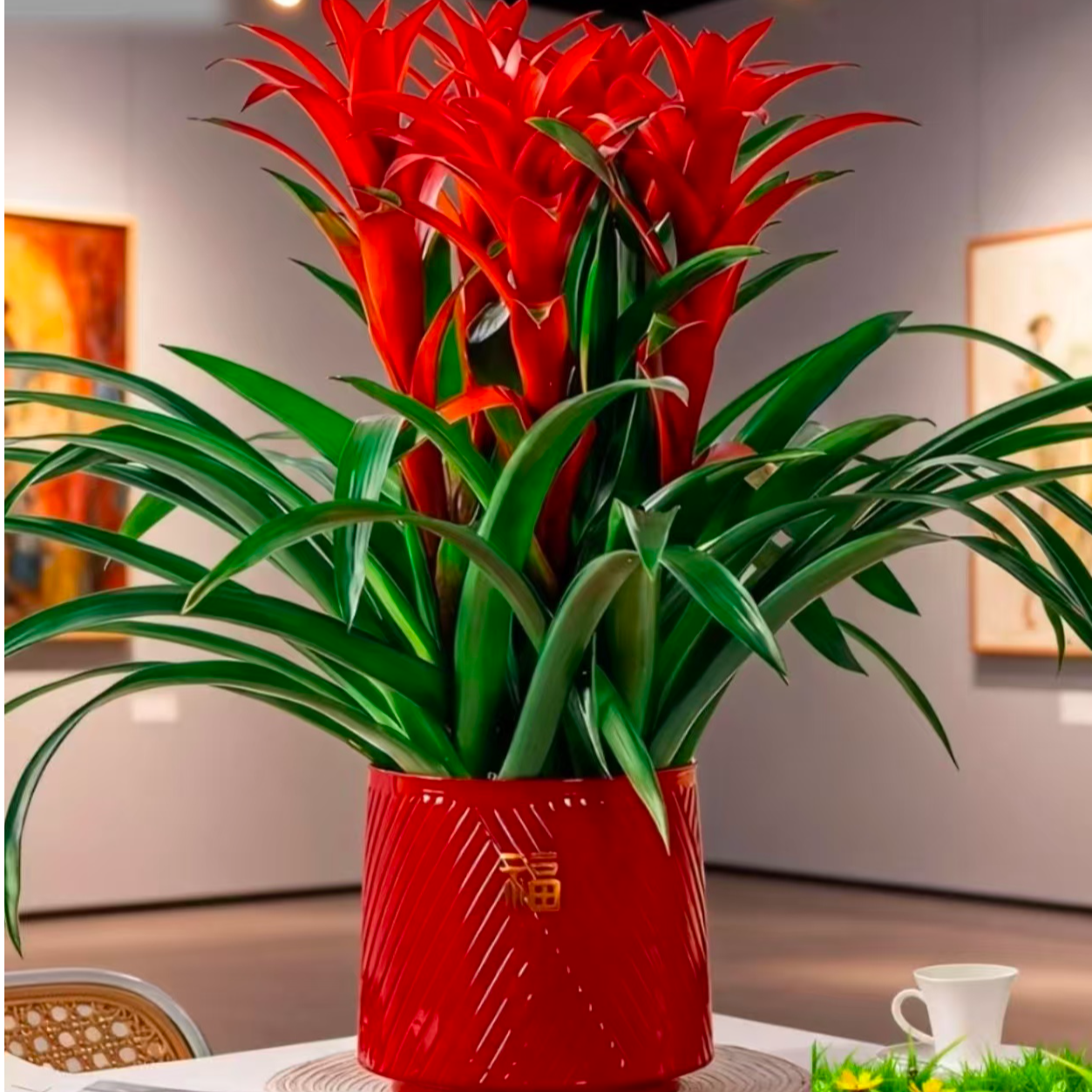 3个花头3棵苗鸿运当头加大盆栽丹尼斯室内花卉绿植适合阳台客厅