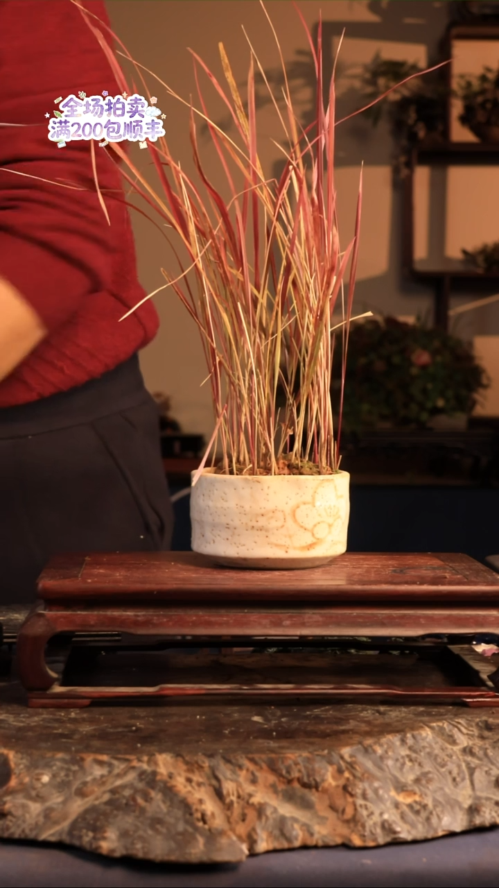 完全开放W33草本植物 不包邮