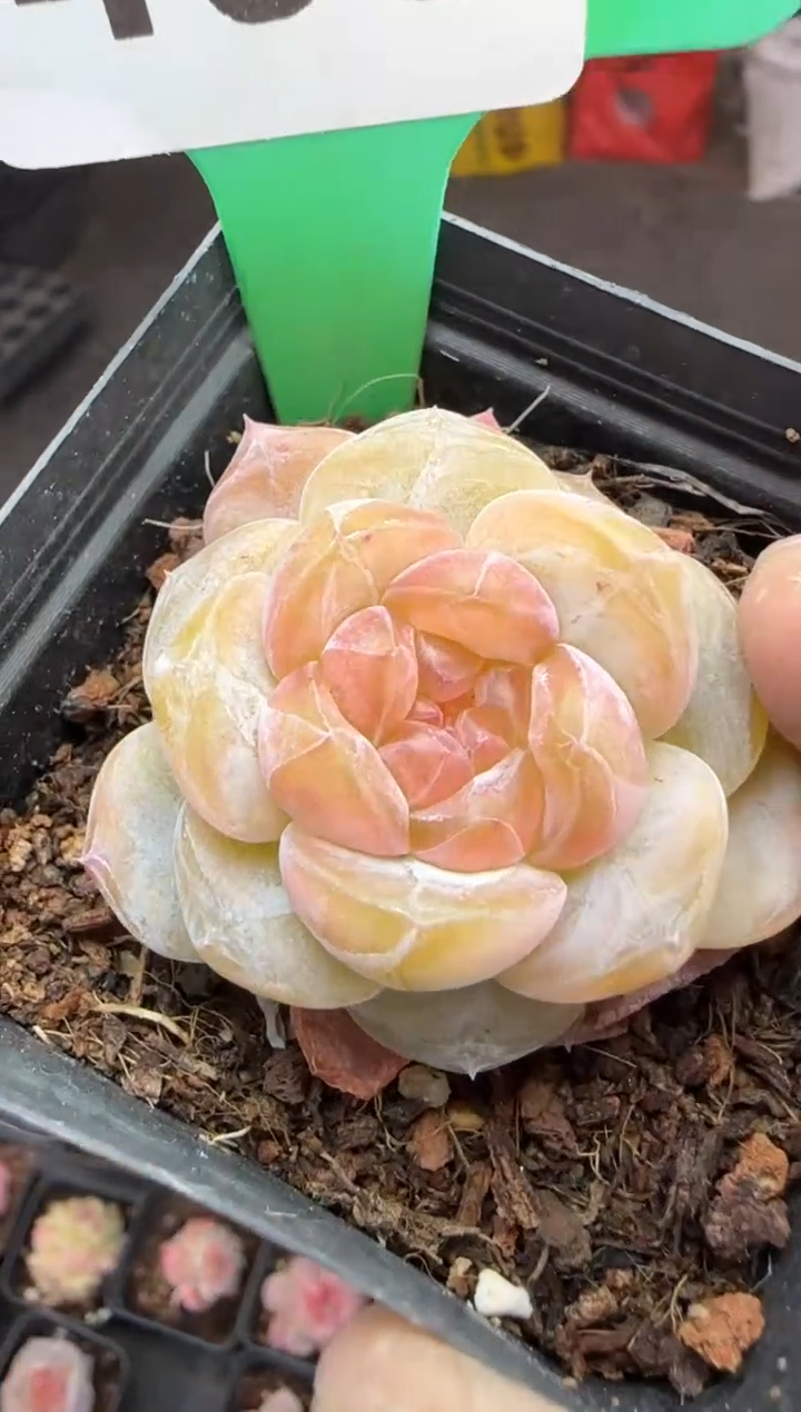 【闪购商品】一物一拍0211—403