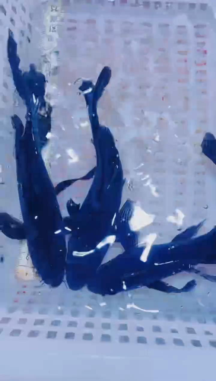 锦鲤血统锦鲤全场包邮143