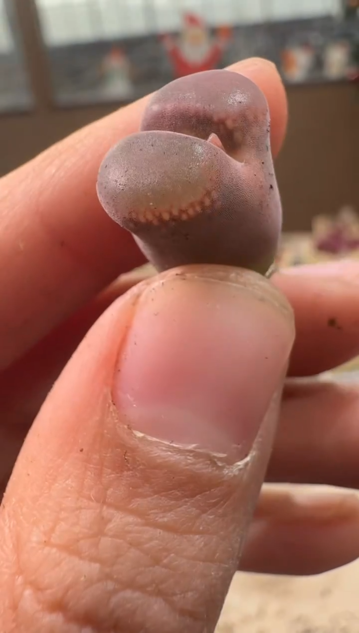 26-161多肉植物肉锥