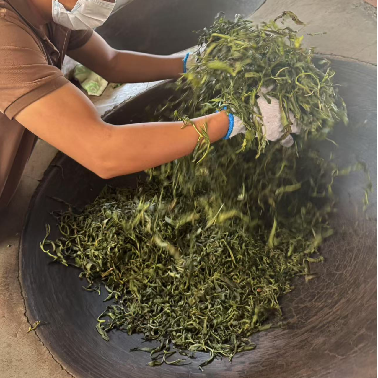 【现炒头春】2025年景迈山 生茶