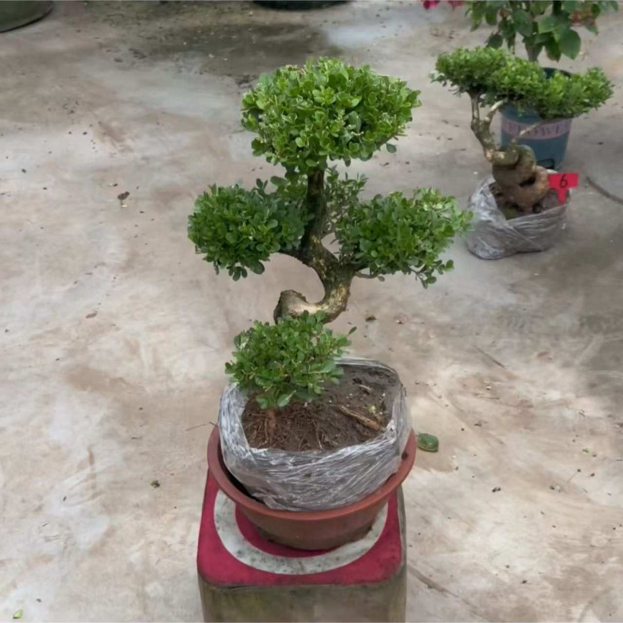 一物一拍造型小叶黄杨大型精品树苗独杆庭院观叶盆景植物净化空气