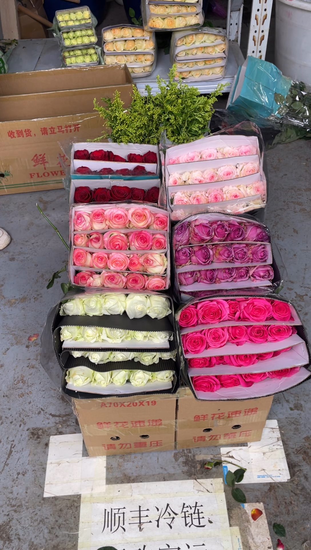 单头玫瑰60枝（任意3个品种）+黄莺