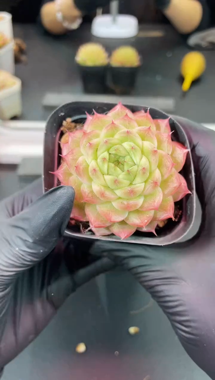 闪购1518  妖玉系列多肉一颗   