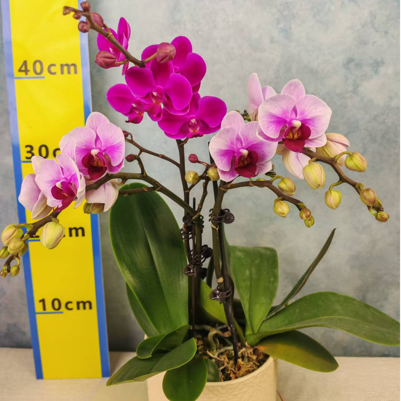 蝴蝶兰【宝贝+满天红】花苗盆栽带花剑花苞客厅室内四季好养观赏