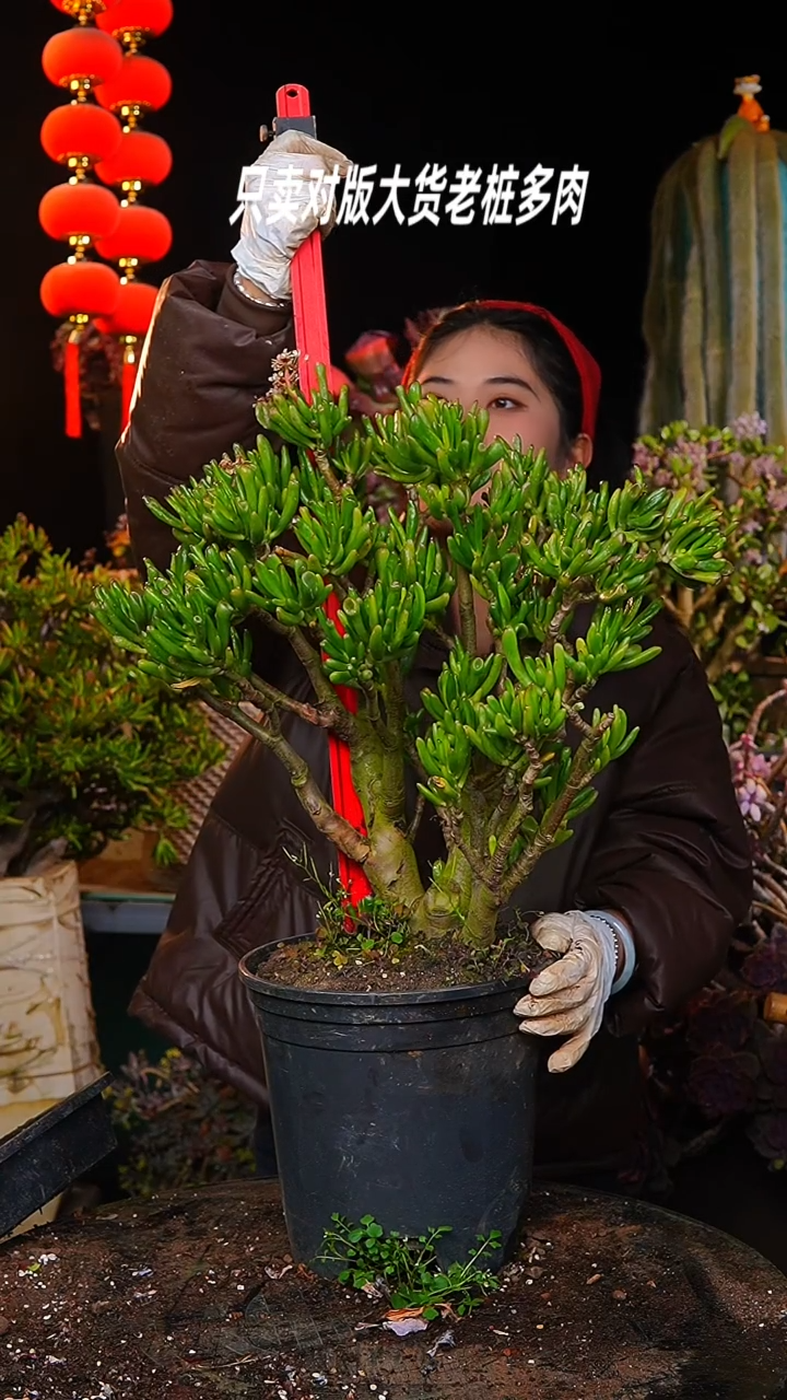 【闪购商品】大吸财树3号