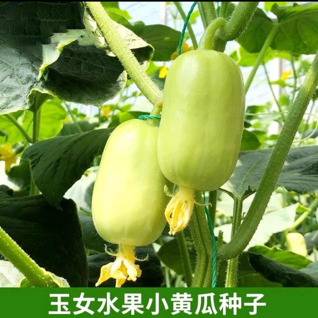 玉女水果瓜种子脆甜拇指小瓜种籽四季秋阳台盆栽易种蔬菜种子