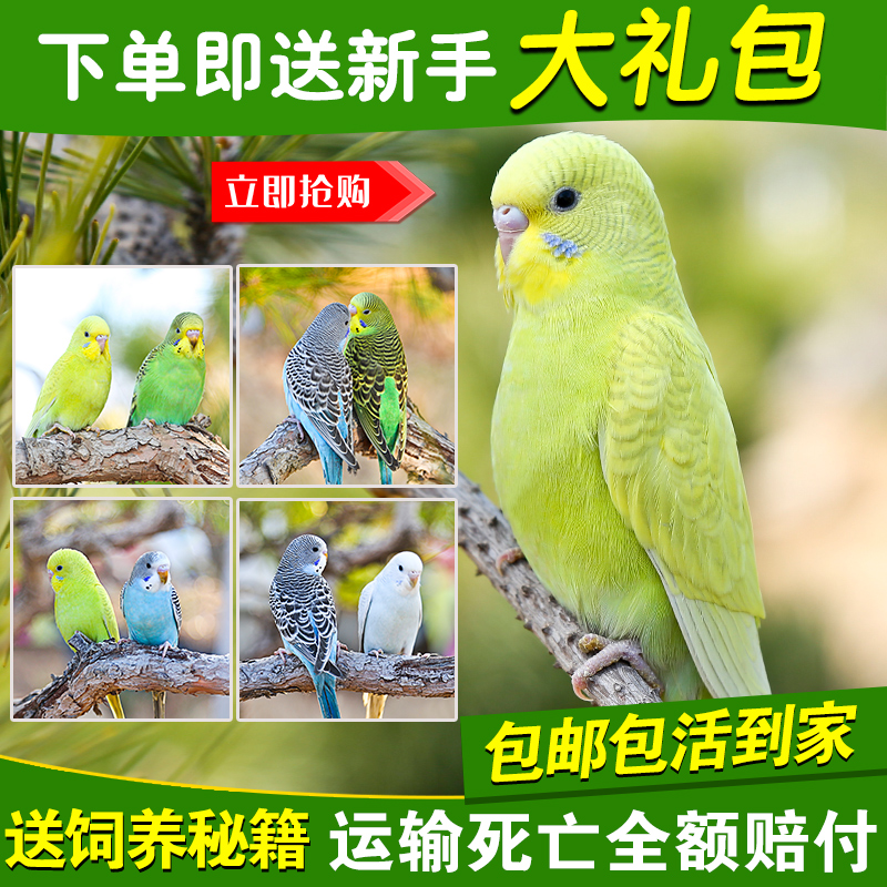 鹦鹉活鸟活物虎皮鹦鹉云斑小鸟会学说话的手养鸟家养鸟类宠物鹦鹉