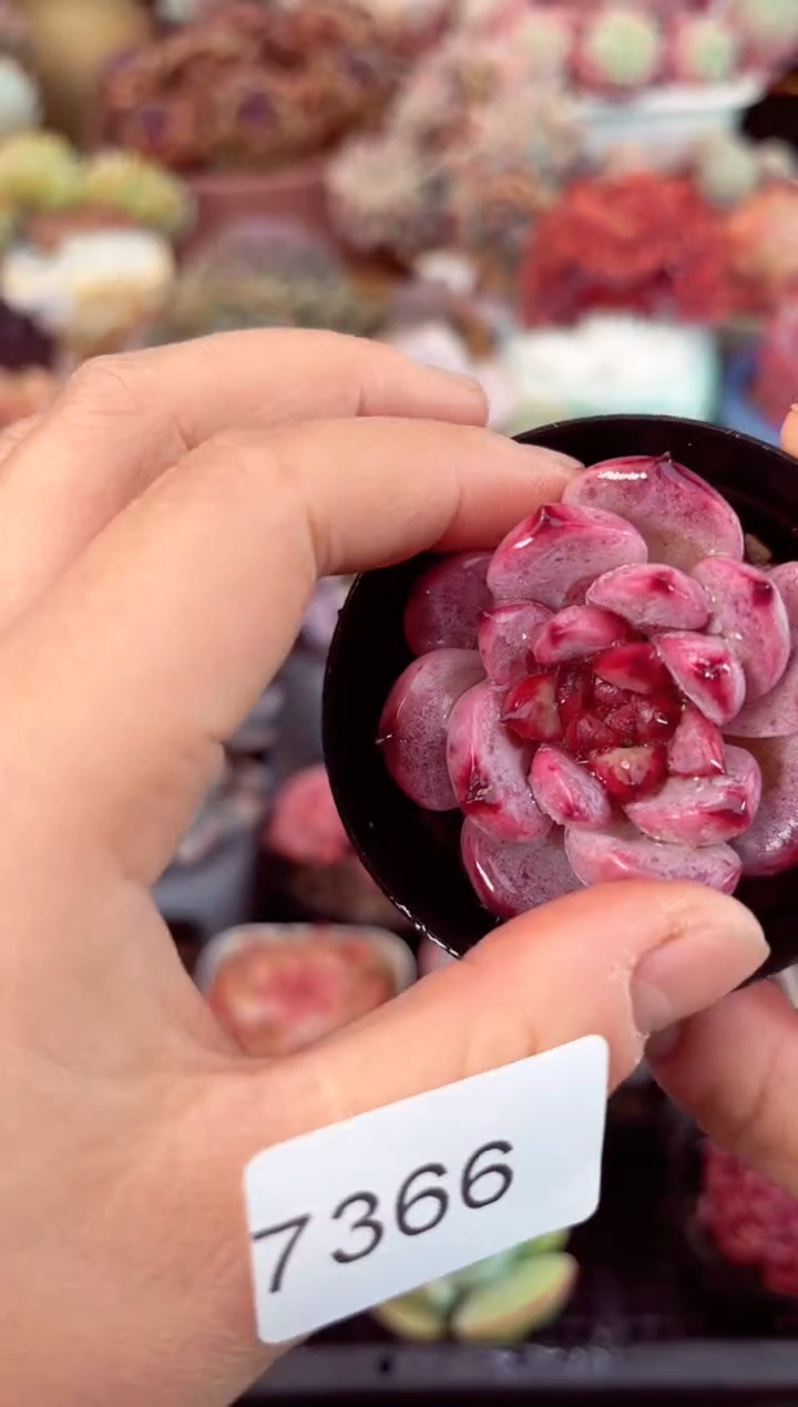 【闪购商品】7366单头天鹅绒个体多肉