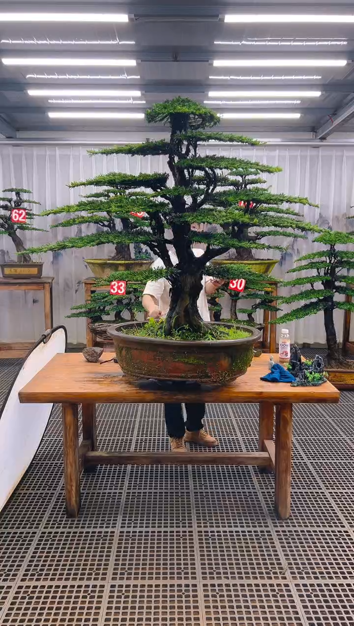 无花朵?*?精品盆景直播间一物一拍